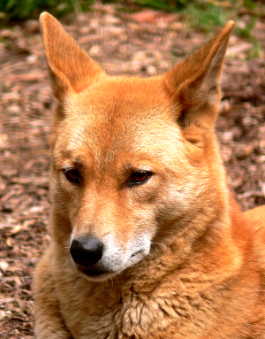Dingo definition could boost respect and protection - GreenCareer