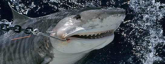 Shark cull warning as technology gets good count - GreenCareer
