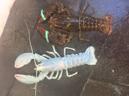 Translucent Lobster