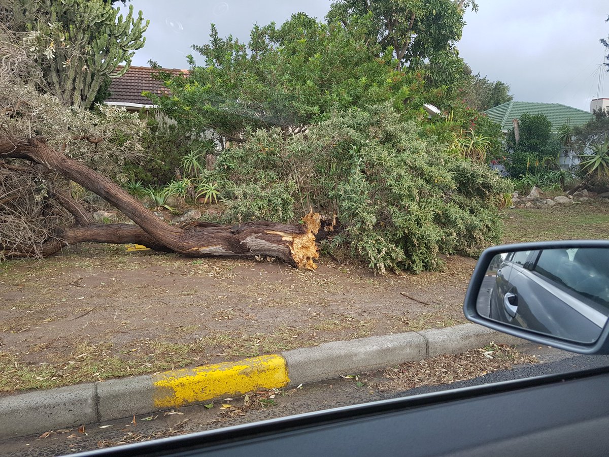 Tree Down in Cape Town