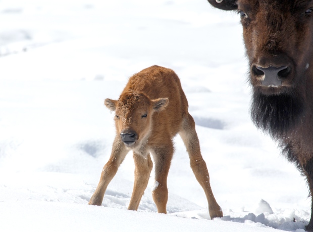 Baby Bison/Parks Canada