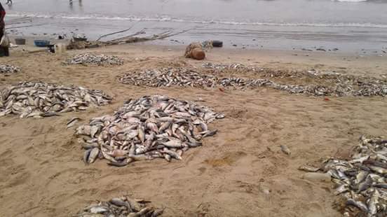 Piles of dead fish