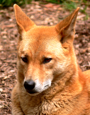 Sandy the pure desert dingo