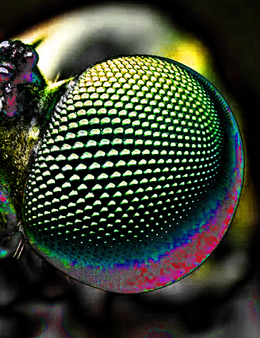 Insect eyes inspire new tech - ResearchCareer