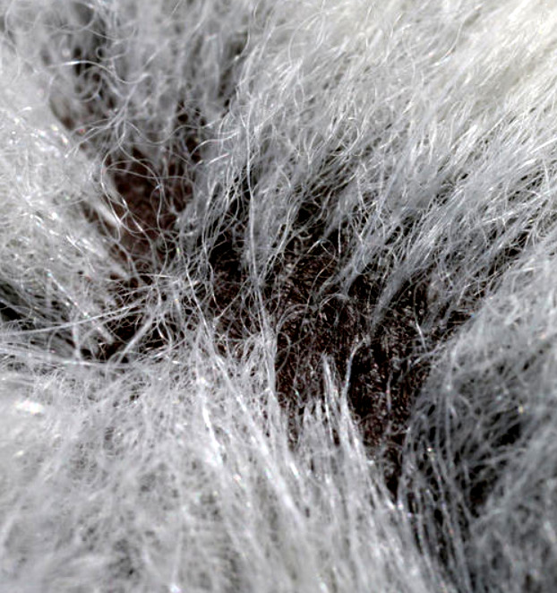 polar bear fur